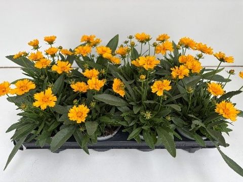 Coreopsis grandiflora 'Presto'