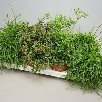 Rhipsalis MIX