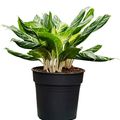 Aglaonema 'Madonna'