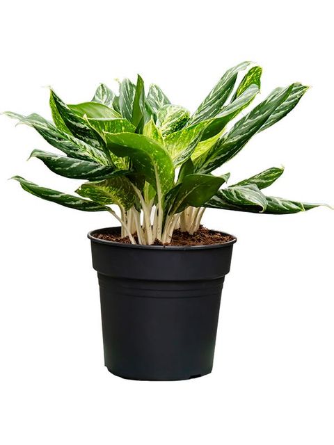 Aglaonema 'Madonna'