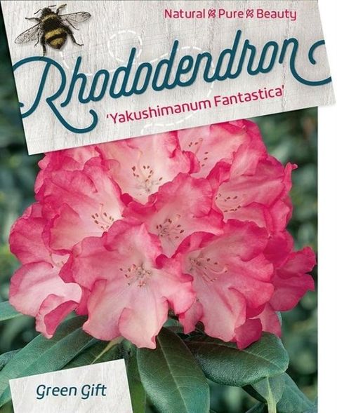Rhododendron 'Fantastica' (Y)
