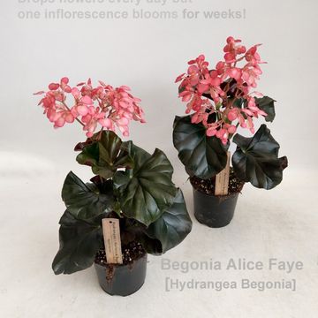 Begonia 'Alice Faye'