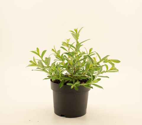 Ива gracilistyla 'Mt. Aso'