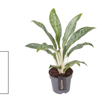 Aglaonema 'Grey Seal'