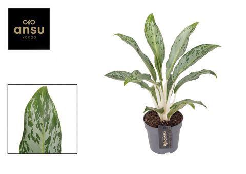 Aglaonema 'Grey Seal'