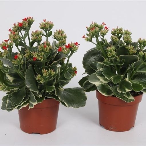 Kalanchoe blossfeldiana AURORA (P12 cm H22 cm) – Plant Wholesale FlorAccess