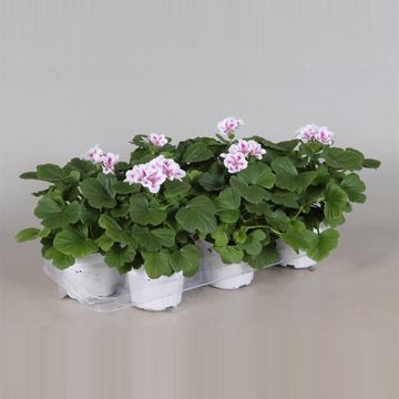 Pelargonium 'Royalty White'