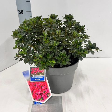 Rhododendron 'Anouk' (AJ)