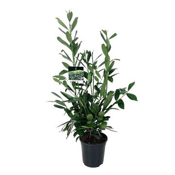 Prunus laurocerasus 'Caucasica'