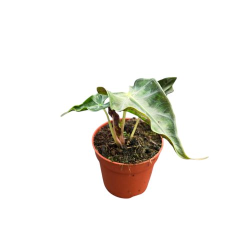 Alocasia 'Loco'