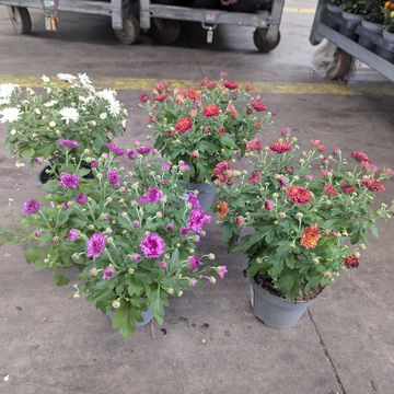 Chrysanthemum INDICUM MIX