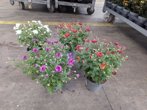 Chrysanthemum INDICUM MIX