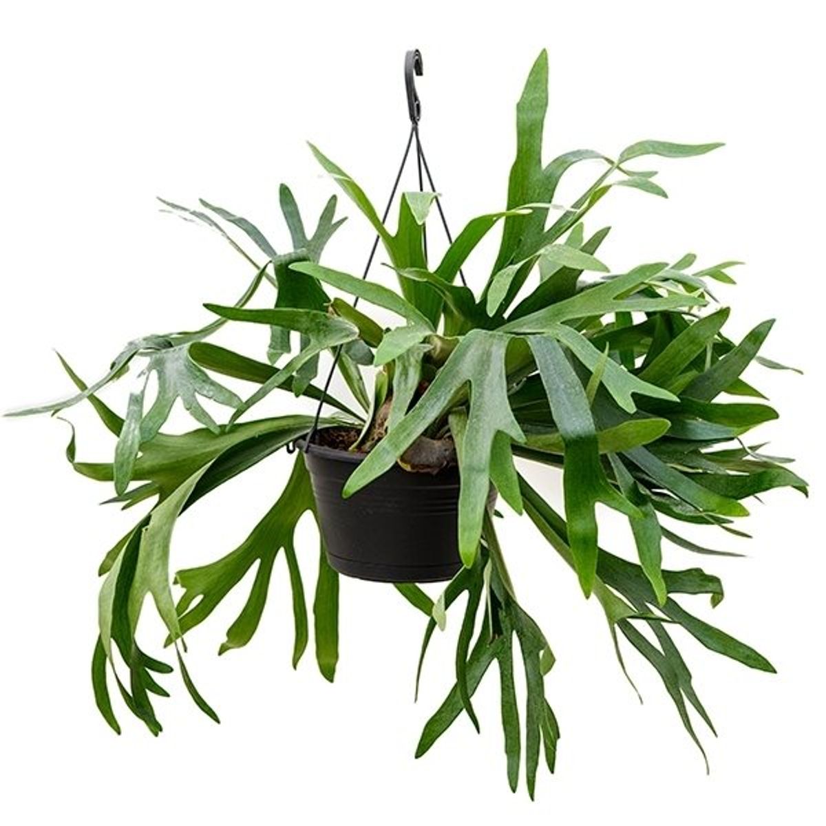 Platycerium bifurcatum — Plant Wholesale FlorAccess