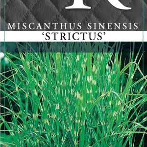 Miscanthus sinensis 'Strictus' (Cammeraat Potcultuur)