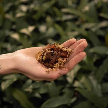 Substrates ORCHID MIX