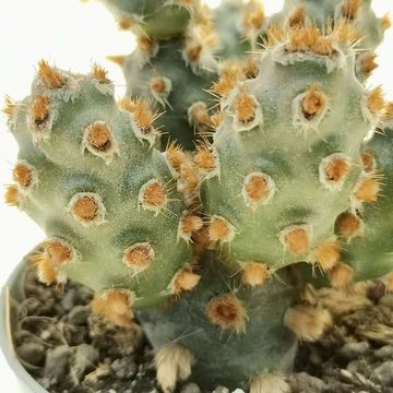 Tephrocactus molinensis 'Red Glochids'