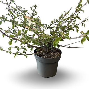 Viburnum plicatum 'Mariesii'