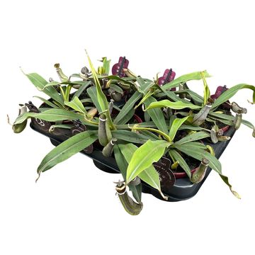 Nepenthes albomarginata