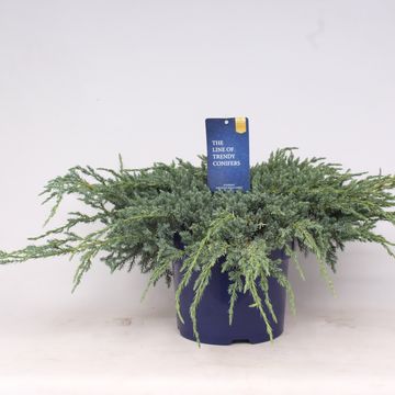 Juniperus squamata 'Blue Carpet'