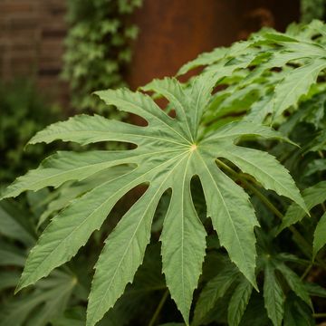 Fatsia polycarpa 'Needham's Lace'