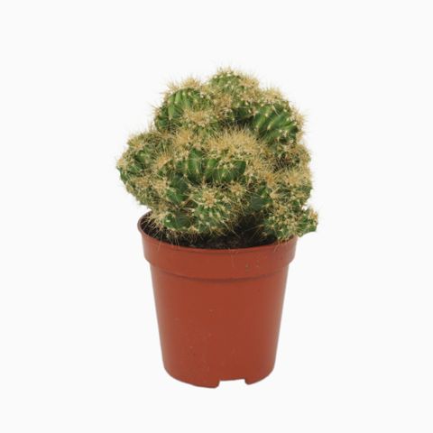 Cereus peruvianus monstrosus