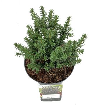 Podocarpus alpinus 'Red Kiss'