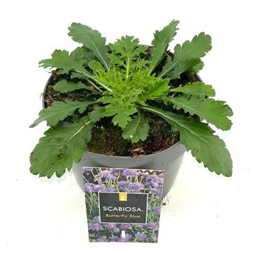 Scabiosa columbaria 'Butterfly Blue'