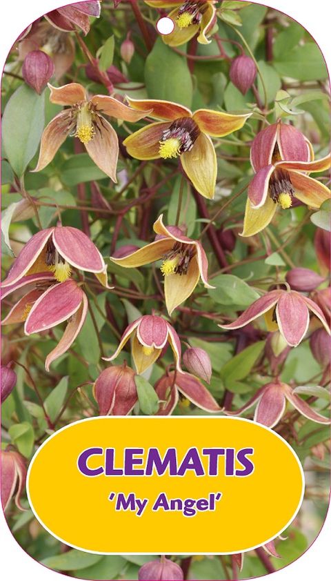 Clematis 'Май Энджел' (Ta)