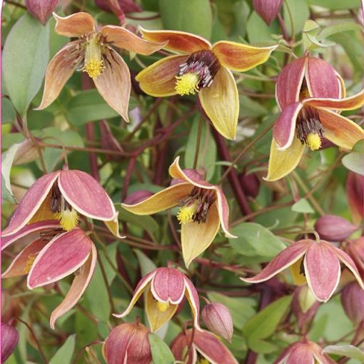 Clematis 'My Angel' (Ta)