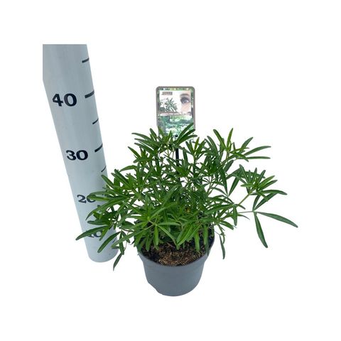 Choisya 'Aztec Pearl'