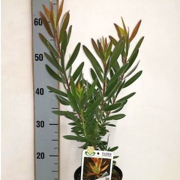 Leucadendron 'Coppertone'