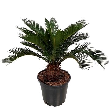 Cycas revoluta