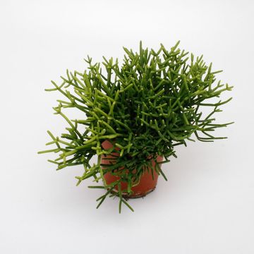 Rhipsalis heteroclada