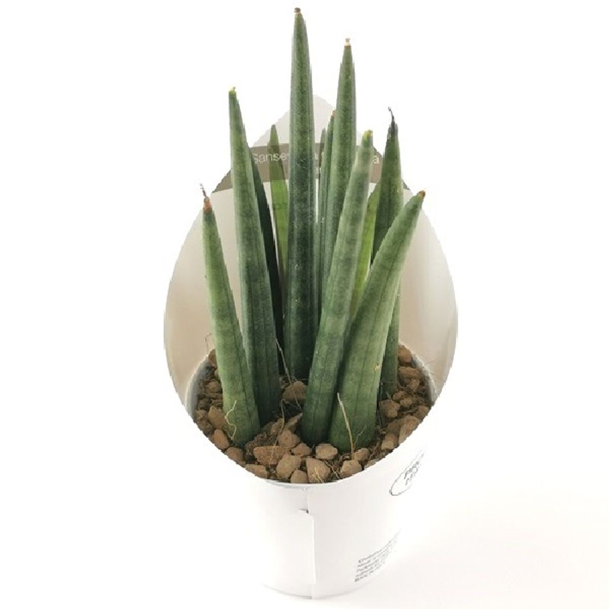 Sansevieria cylindrica 'Fan'  Plant Wholesale FlorAccess