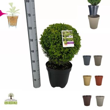 Buxus sempervirens