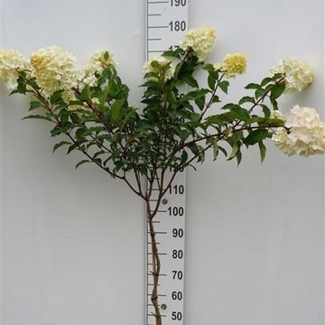 Hydrangea paniculata VANILLE FRAISE