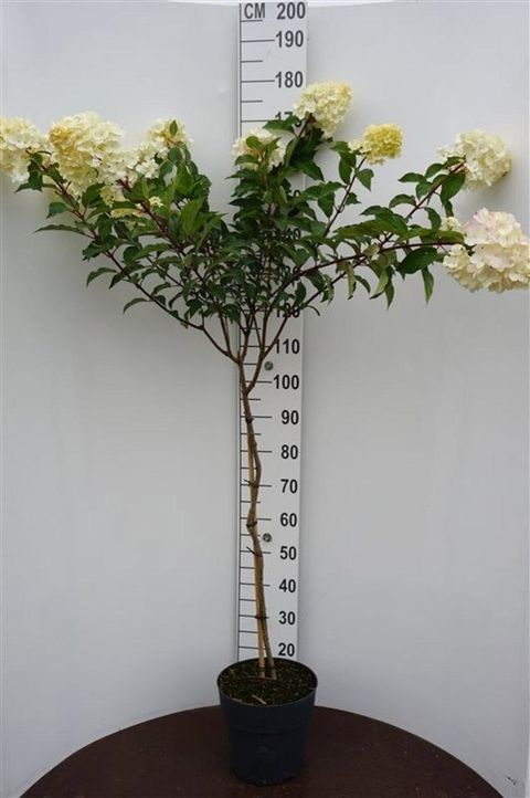 Hydrangea paniculata VANILLE FRAISE