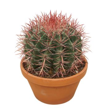 Ferocactus stainesii