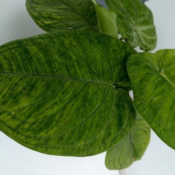 Syngonium macrophyllum 'Frosted Heart'