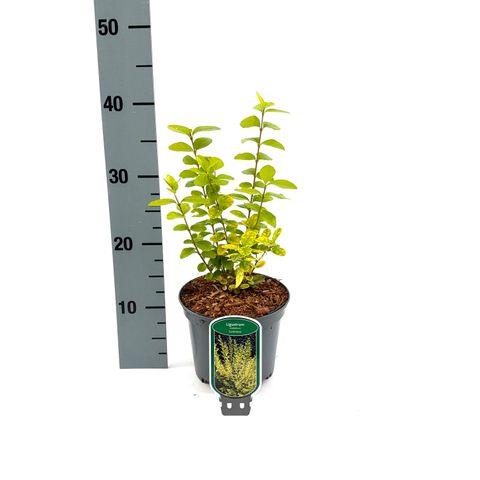 Ligustrum ovalifolium 'Luminosa'