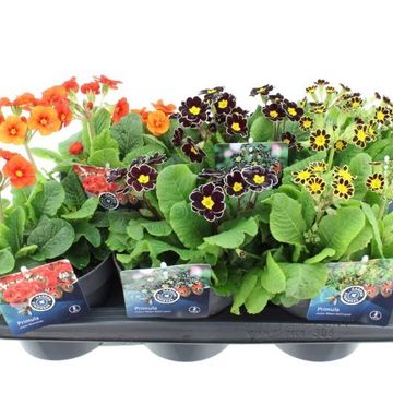 Primula ELATIOR MIX