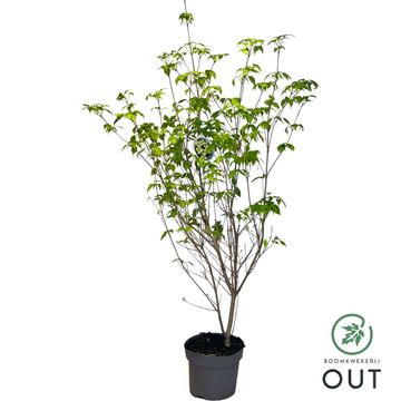Cornus kousa 'Schmetterling'