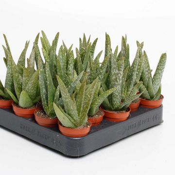 Aloe vera