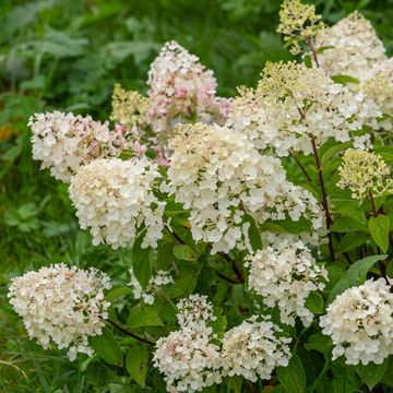 Hydrangea paniculata 'Silver Dollar'