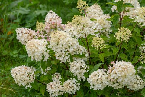 Hydrangea paniculata 'Silver Dollar'