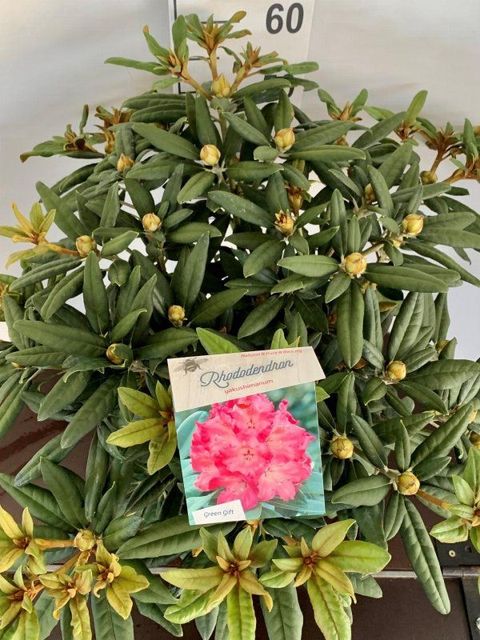 Rhododendron 'Hydon Hunter' (Y)