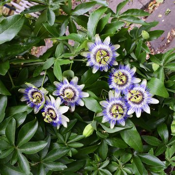 Passiflora caerulea