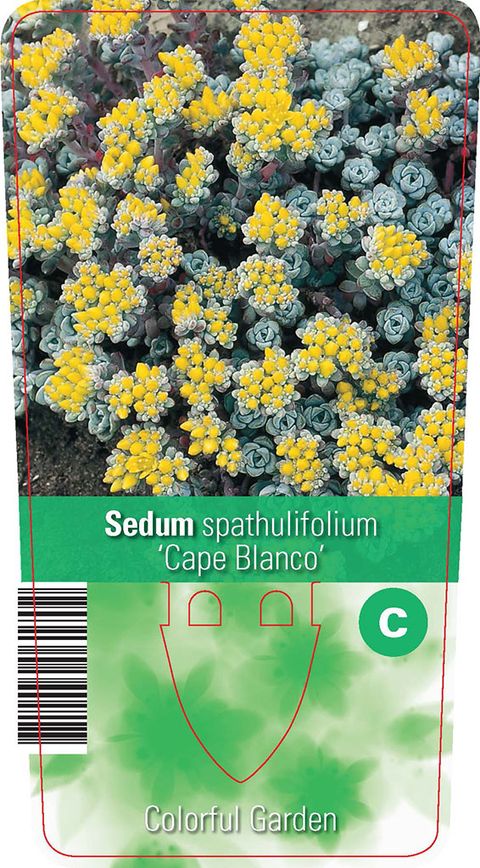 Sedum spathulifolium 'Cape Blanco'