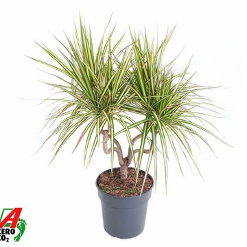 Dracaena marginata 'Sunray'