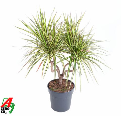 Dracaena marginata 'Sunray'